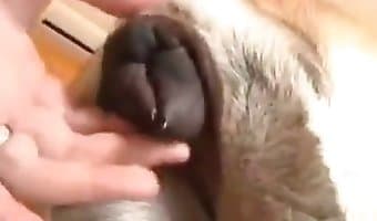 Adam köpeği beceriyor