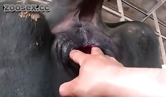 parmaklama, hayvanat bahçesi porno videoları